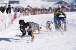 Lenk 2013